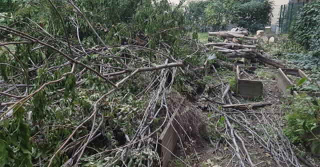 Alberi abbattuti nel Giardino Scaldasole a Milano, ARPA