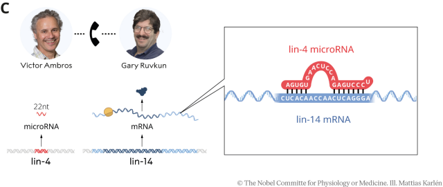 Nobel medicina 2024 americani Victor Ambros Gary Ruvkun scoperta microRNA  del meccanismo regolazione genica