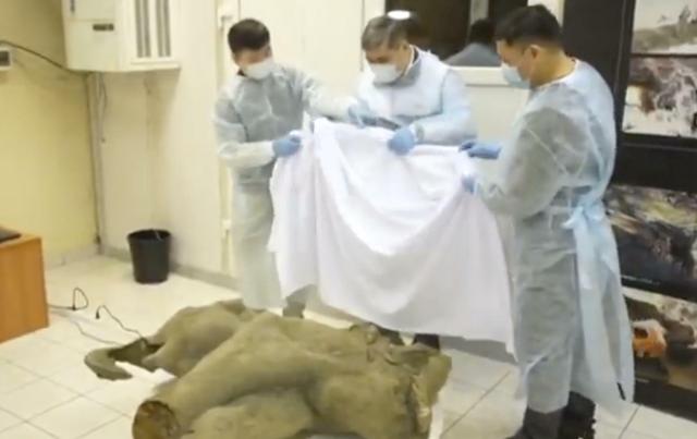 Yana , il mammut di 50.000 anni ritrovato in Siberia