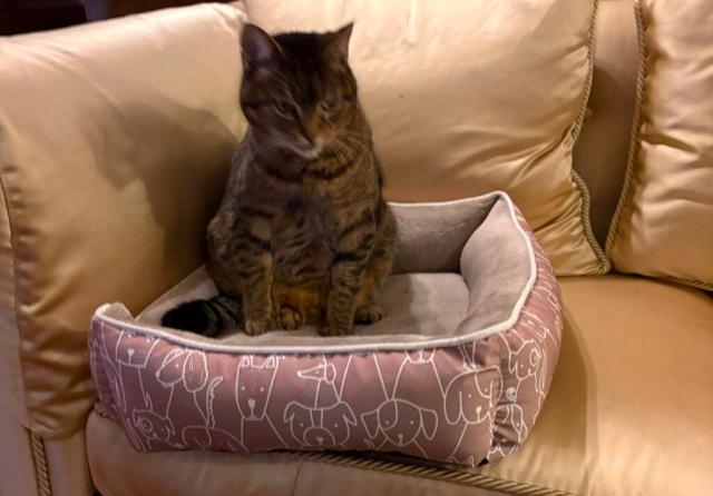 Rapallo, alla vita da randagia preferisce il lusso del Grand Hotel, ecco la storia della gatta Tequila