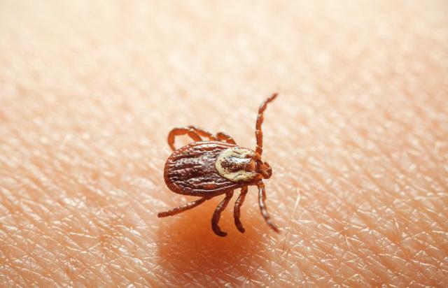 Genova, tredicenne bresciano muore all'ospedale Gaslini, un anno fa era stato morso da una zecca 