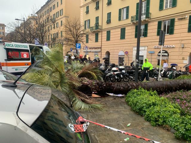 Genova, palma cade sulla strada e uccide una donna di 57 anni, la procura indaga sulle manutenzioni
