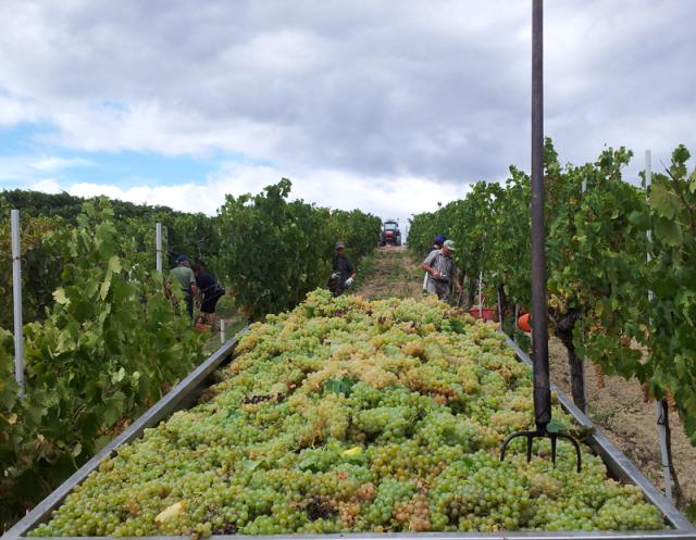 Vernaccia di San Gimignano