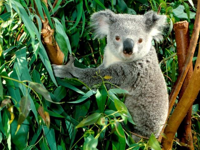 Koala