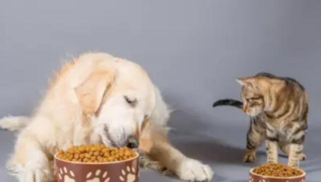 Pet Economy, mercato italiano oltre &euro;3 mld nel pet food e &euro;7 mld complessivi, con 65 mln di animali; Zoomark 2025 vetrina del pet care