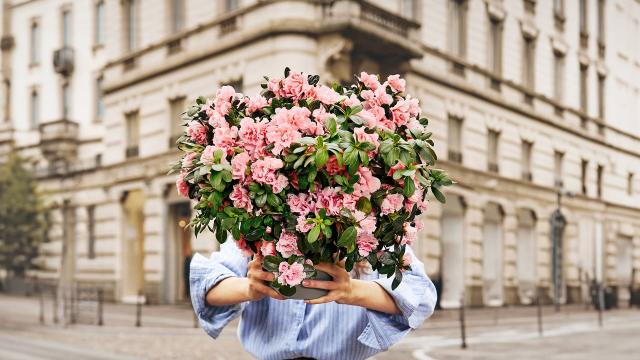L&rsquo;Azalea della Ricerca torna nelle piazze per la Festa della Mamma