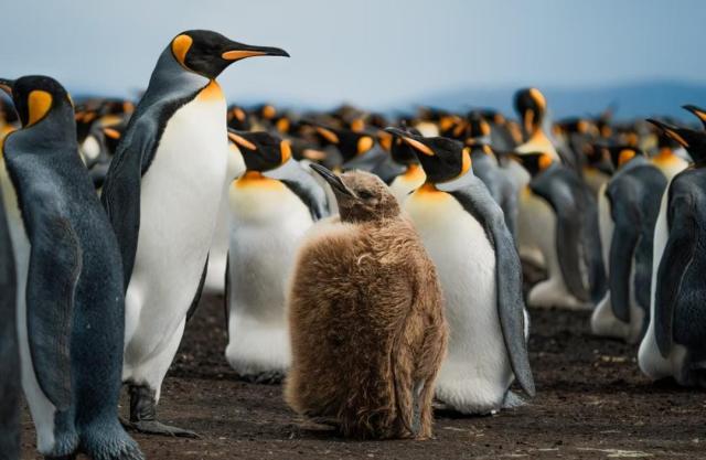 Referendum abrogativi 8-9 giugno, made to fail all'italiana, 4 quesiti sacrosanti e un quinto che svilisce tutto il blocco