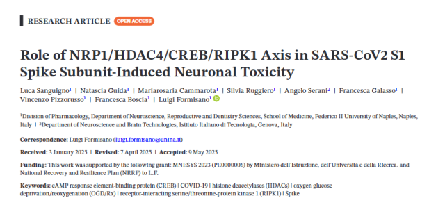 Vaccino Covid, il ruolo della neurotossicit&agrave; indotta dalla proteina Spike nel danno cerebrale - STUDIO dell'universit&agrave; Federico II 