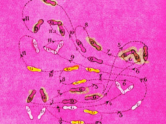 Progetto "Leonardo Parlante",  Sabrina D&rsquo;Alessandro riscopre il lessico di Leonardo da Vinci tra arte urbana e performance collettive