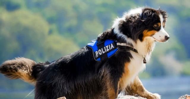 Ponte Morandi, &egrave; morto il cane della polizia Night Spirit, col suo fiuto salv&ograve; le persone coinvolte nel crollo