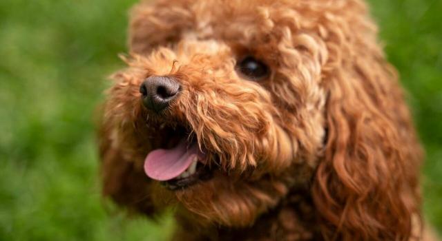 Pontremoli, rubano il cagnolino a una bambina, il paese si mobilita sui social e i ladri lo restituiscono