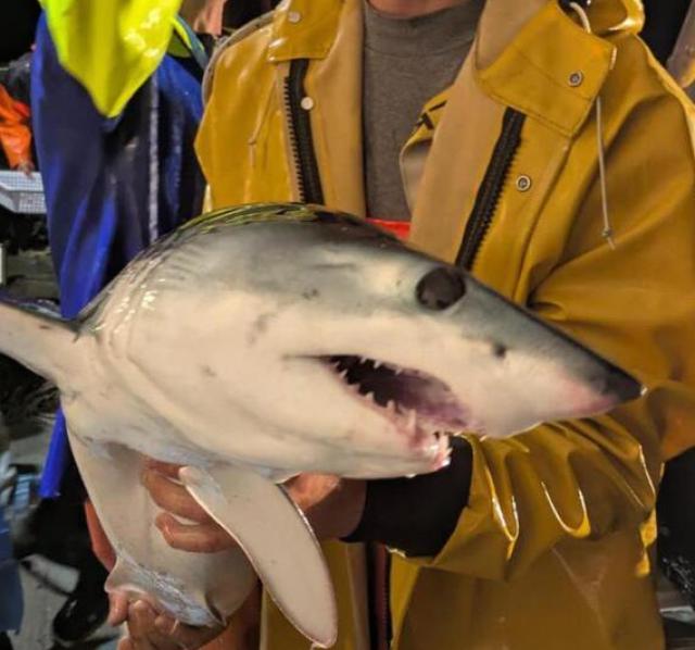 Sestri Levante, un piccolo esemplare di squalo mako finisce nella rete dei pescatori di acciughe