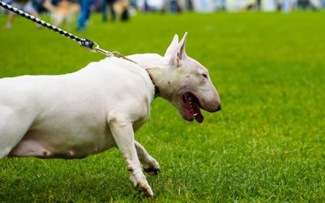 Milano, banda di 6 egiziani minaccia 2 ragazzi di 12 e 16 anni con bull terrier: rimasti in mutande, rubati vestiti, collane e cellulare