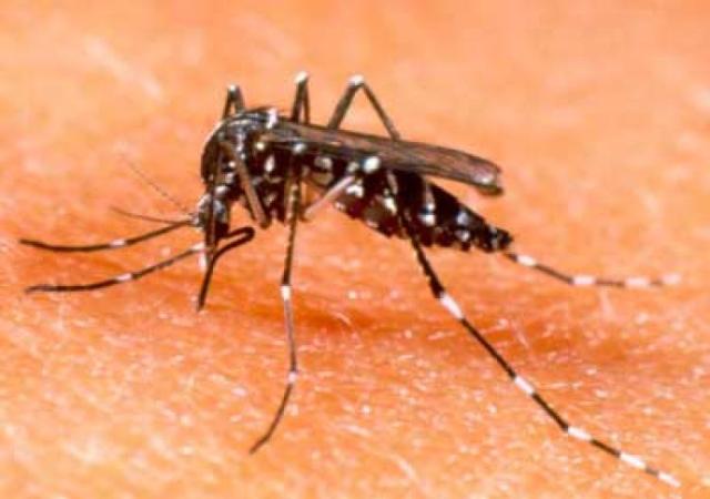 West Nile, secondo morto nel Lazio allo Spallanzani di Roma: un 77enne con patologie croniche, aveva subito un trapianto di cuore