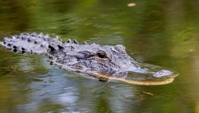 Ladispoli, il mistero del coccodrillo avvistato nel fiume e subito scatta la psicosi