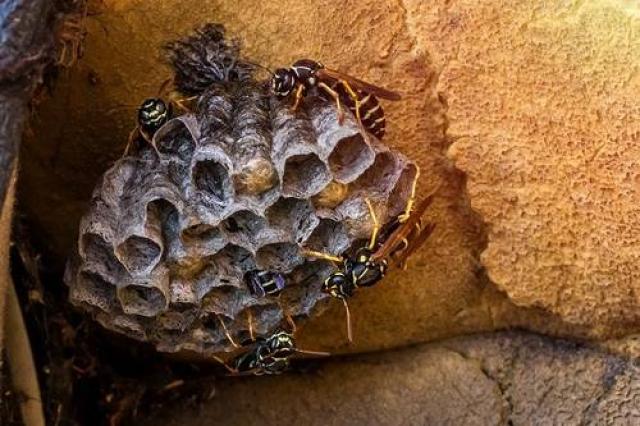 Imperia, pensionato viene attaccato da uno sciame di vespe e muore di choc anafilattico dopo venti minuti