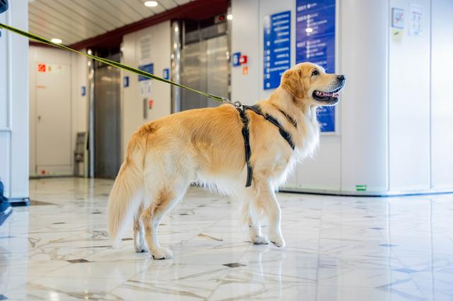 GNV e Innovadog insieme per viaggi sempre pi&ugrave; pet-friendly: servizi digitali e cabine su misura per chi viaggia con il proprio cane