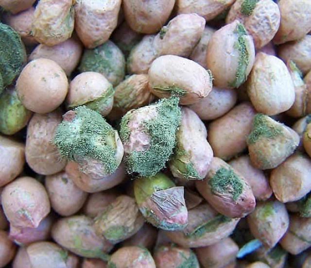 Aiuti umanitari GHF marci