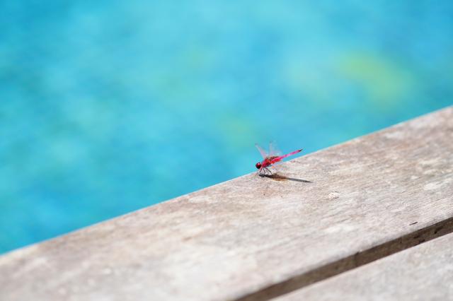 Il Guardiano della Piscina, dal ciclo &ldquo;racconti assurdi&rdquo; (situazioni anomale che potrebbero verificarsi nel nostro quotidiano)