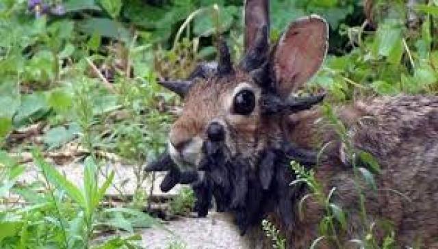 "Conigli Frankenstein, demoniaci e zombie", la verit&agrave; sui tentacoli e sulle corna che spuntano dalla testa dei roditori negli Stati Uniti