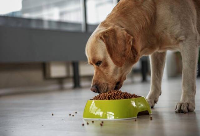 Assalco, la spesa annuale degli italiani per il pet food supera &euro;1,3 miliardi; nel 2024 si stimano circa 9 milioni di cani in Italia