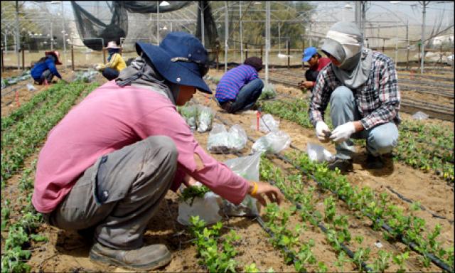 Lavoratrici agricole thailandesi sessualmente aggredite in Israele, secondo rapporto Knesset il 100% delle intervistate ha subito violenze a lavoro
