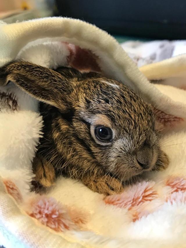 27 settembre: Giornata mondiale del coniglio, consigli per tutelarne il benessere