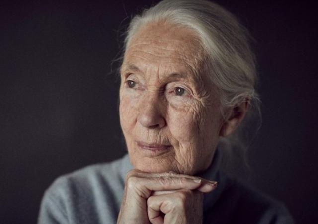 Addio a Jane Goodall, morta a 91 anni l'antropologa britannica massima esperta di primati e biodiversit&agrave;: studi&ograve; le abitudini sociali degli scimpanz&eacute;