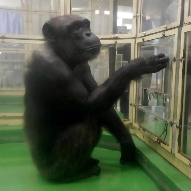 Giappone, morta a 49 anni Ai, la scimpanz&eacute; che riconosceva simboli, numeri e colori: insufficienza multiorgano e disturbi legati all'et&agrave;