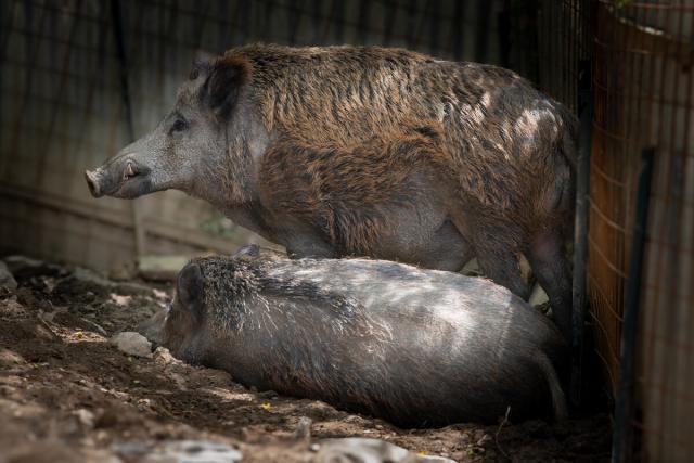 Genova, Tar del Lazio salva la vita a Naso e Rosino, i cinghiali dovevano essere soppressi per la peste suina