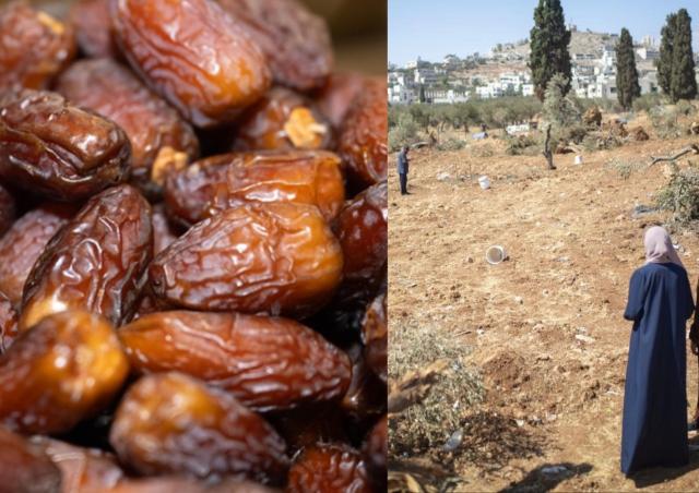 Israele vende datteri sul mercato europeo con origine falsificata: una parte proveniente da insediamenti illegali in Cisgiordania