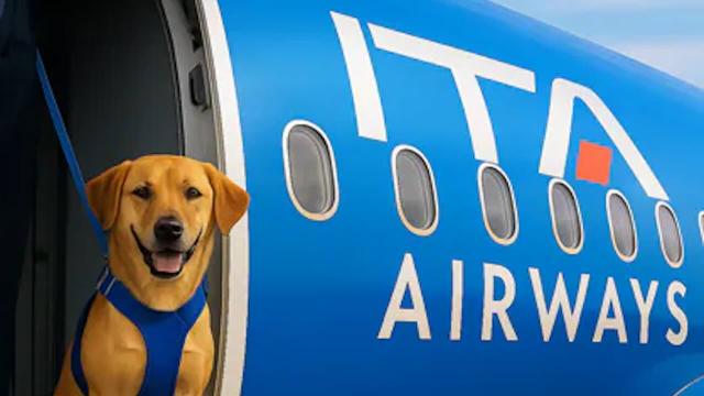 ITA Airways lancia sui voli domestici il servizio &ldquo;Large Pet Friendly&rdquo; per animali in cabina fino a 30 kg dopo le modifiche ENAC