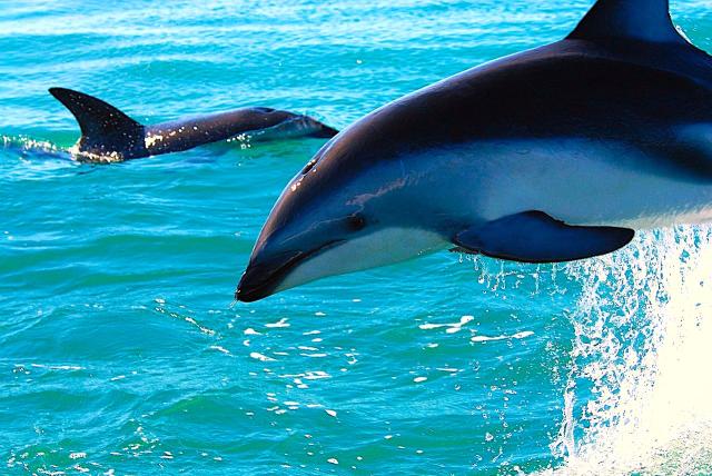 delfini (da pixabay)