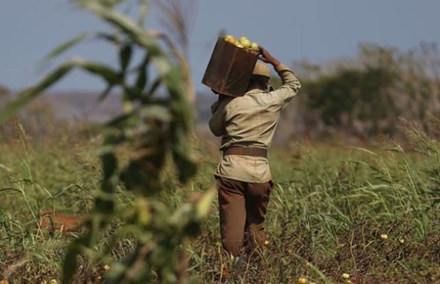 Cuba, governo denuncia: "Produzione agricola e allevamento insufficienti a coprire domanda di mercato, siamo al collasso"