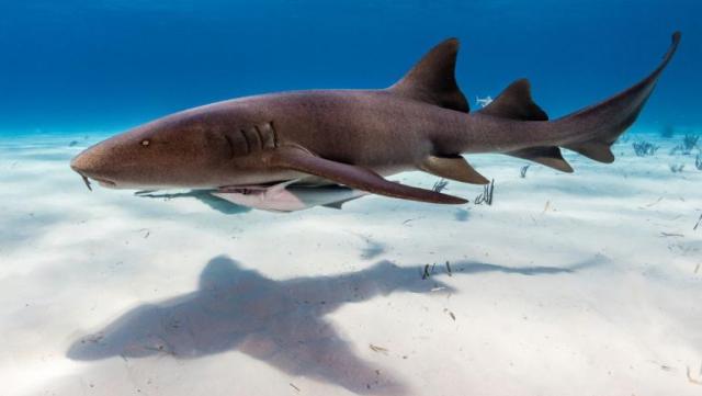 Gli squali delle Bahamas positivi alla cocaina, caffeina e antidolorifici