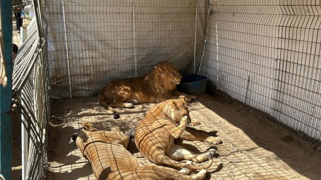 Gaza, for the first time since the outbreak of the war a zoo reopens its doors in Nuseirat