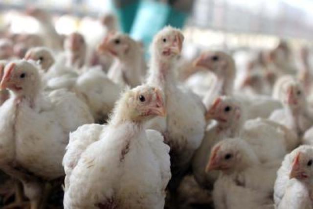 Aviaria: circolare ministero, focolai nel pollame, rischio basso per l'uomo