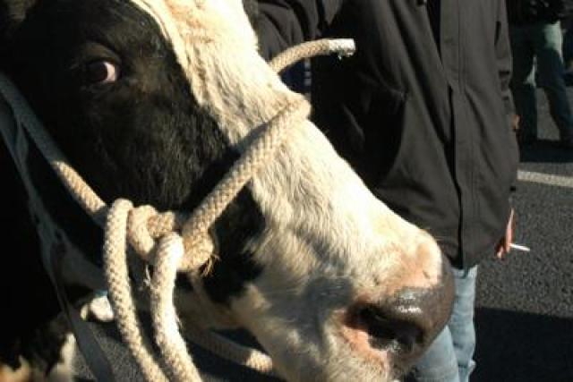 18000 mucche morte e un lavoratore ferito in Texas: "Il pi&ugrave; mortale incendio nella storia del Paese"