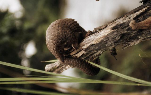 Covid, Usa: "Cina inaffidabile, fate controllare lo studio Oms ai nostri esperti"