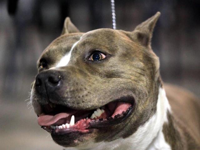 Sesto San Giovanni, pitbull azzanna bambina di 2 anni e mezzo che giocava con la sorellina: &egrave; grave