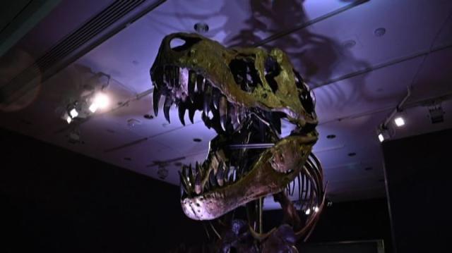 Una scoperta monumentale, un "colosseo" di impronte di dinosauro in Alaska