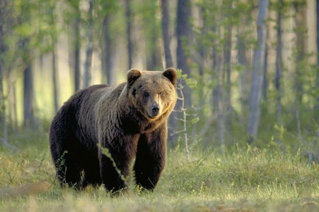 L'Aquila: orso a caccia di cibo finisce in un accampamento di scout, che fuggono terrorizzati. Il direttore del Parco rimprovera le guide: "sono stati irresponsabili"