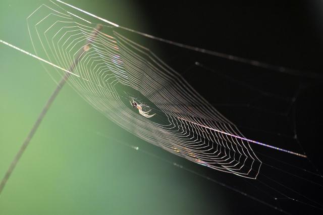 Ragno Lupo scatena il panico in aeroporto di Orio al Serio: ecco come riconoscerlo