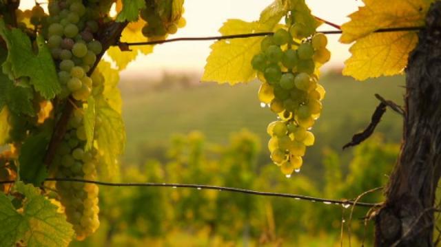 Etichette sul vino, controversia insensata e disinformazione dilagante