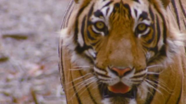 Danimarca, zoo di Aalborg chiede animali domestici "non desiderati" per sfamare i predatori: "Saranno alimento per i leoni, coccodrilli e tigri"