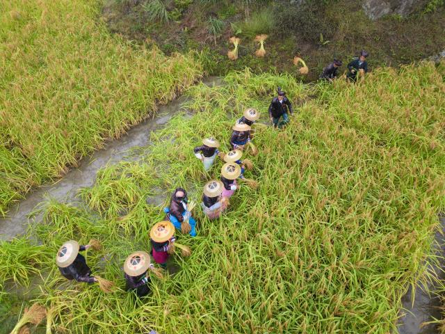 Cina: Guizhou, raccolta di riso glutinoso a Congjiang (2)