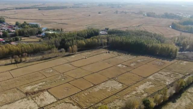 Cina: registrer&agrave; maggiore produzione di cereali autunnali nel 2023
Buon equilibrio di luce solare, temperatura, irrigazione favorisce aumento produzione cerealicola