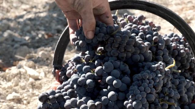 Cina: azienda vinicola italiana esplora opportunit&agrave; su mercato nazionale
Tenuta Perano registra crescente riconoscimento, apprezzamento da parte di consumatori cinesi