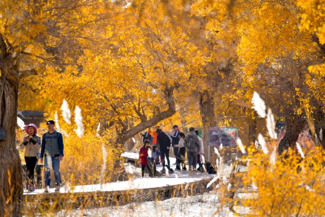 Cina: Xinjiang, turismo nella foresta di pioppi del deserto (1)