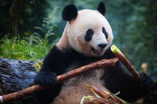 Cina: apre centro nazionale di conservazione, ricerca su panda giganti